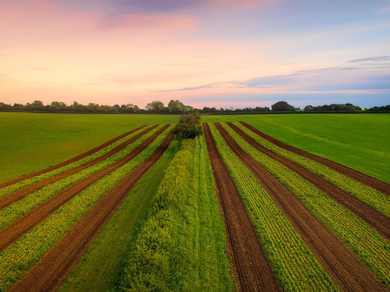 Agricoltura conservativa