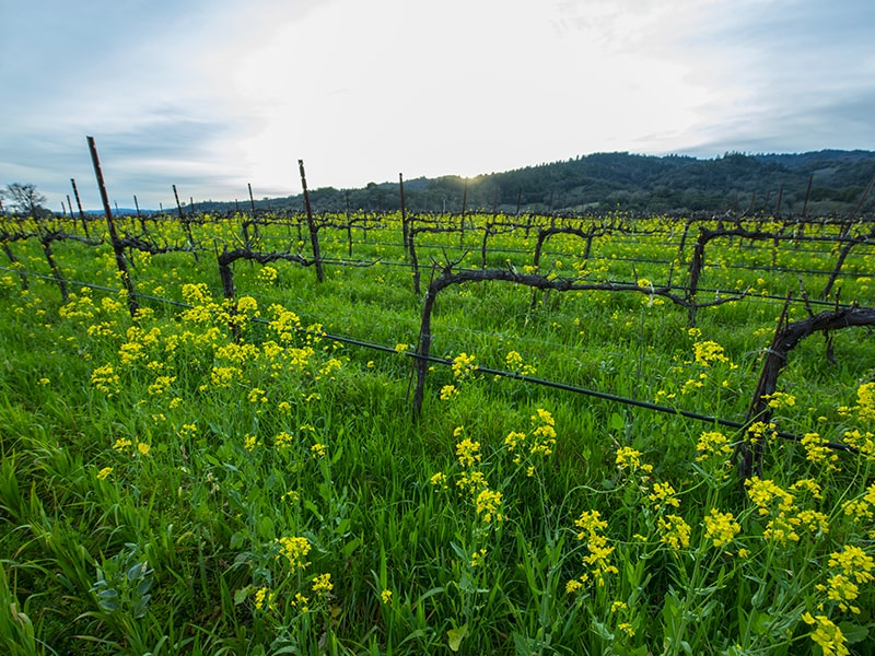 Cover Crop